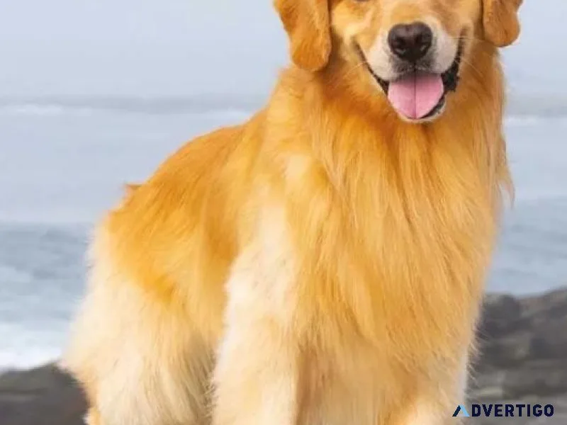 Fluffy