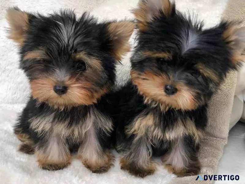 Buy a yorkie puppy with papers