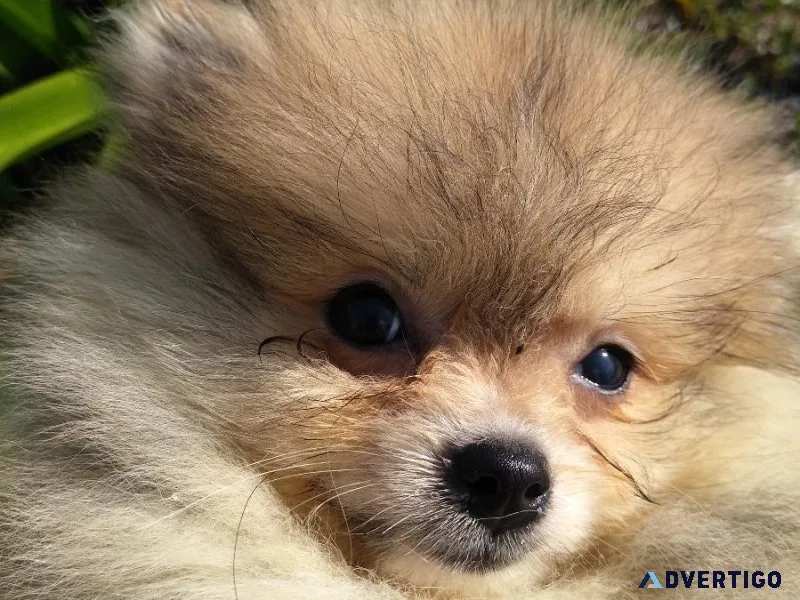 Stunning Female Pomeranian Puppy