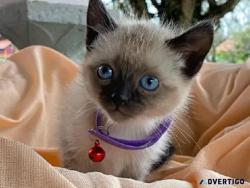 Adorable Siamese kittens