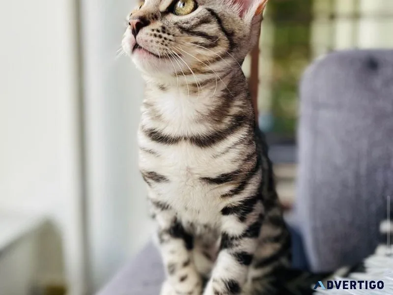 Bengal kittens available