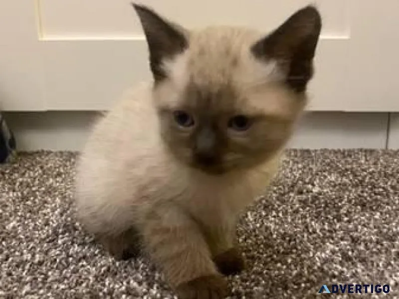 Ragdoll kittens