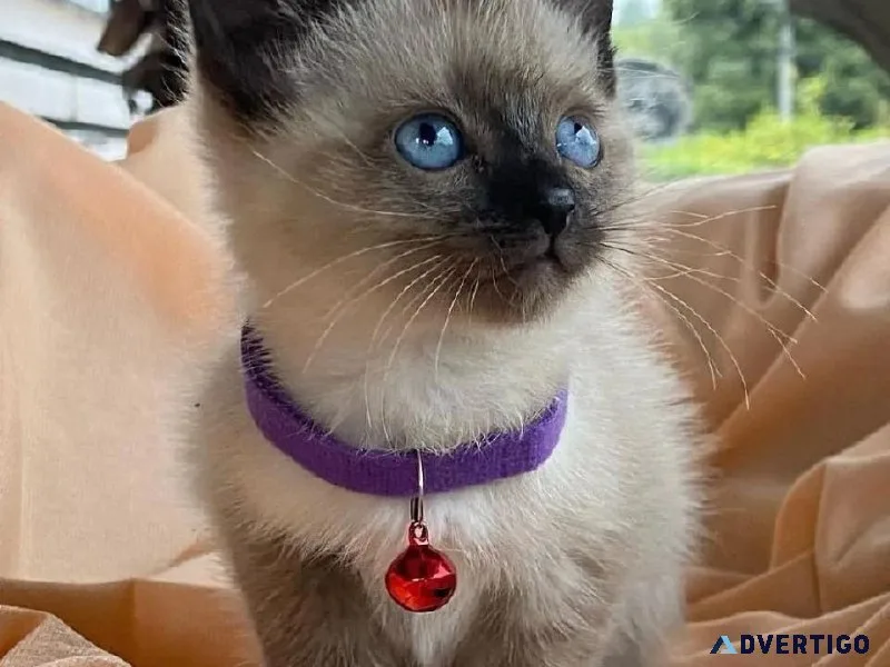 Siamese kittens