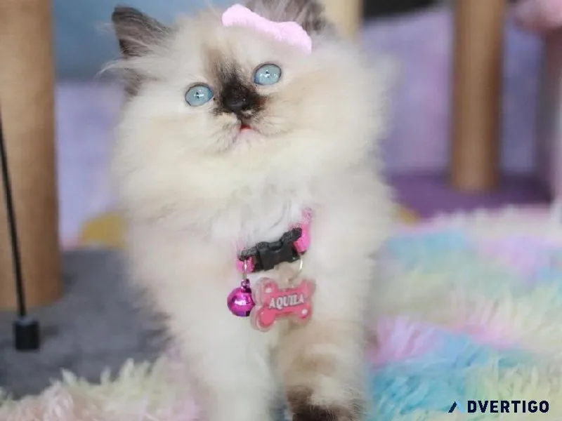 Smart Himalayan kittens