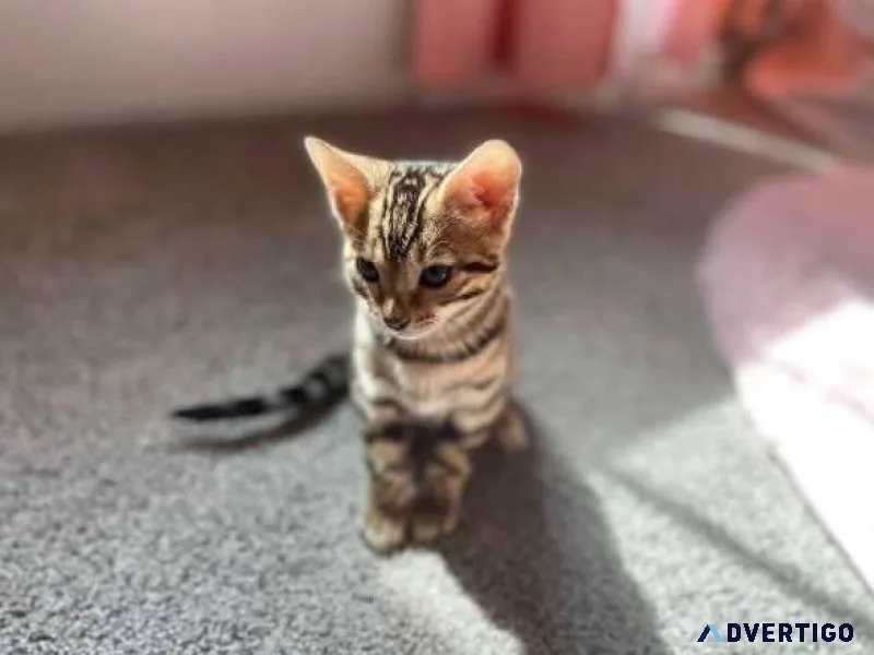 Bengal kittens available