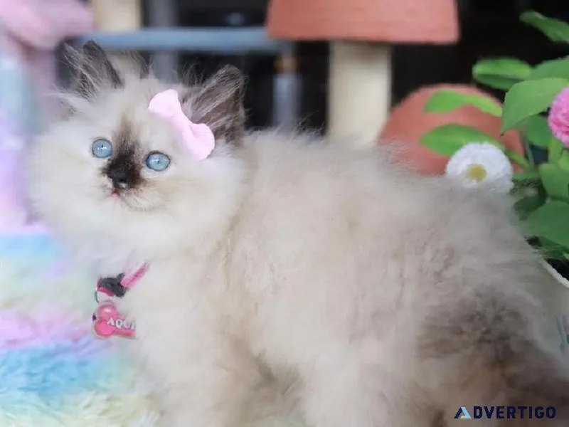 Himalayan kittens