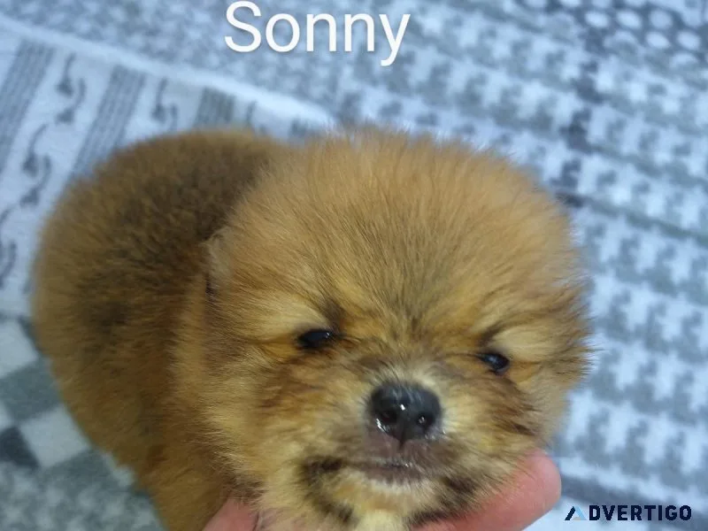 Adorable Male Pomeranian Puppy