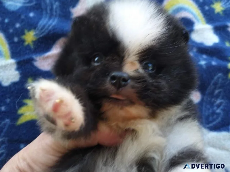 Beautiful Male Pomeranian Puppy