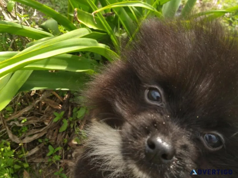 Gorgeous Female Pomeranian Puppy