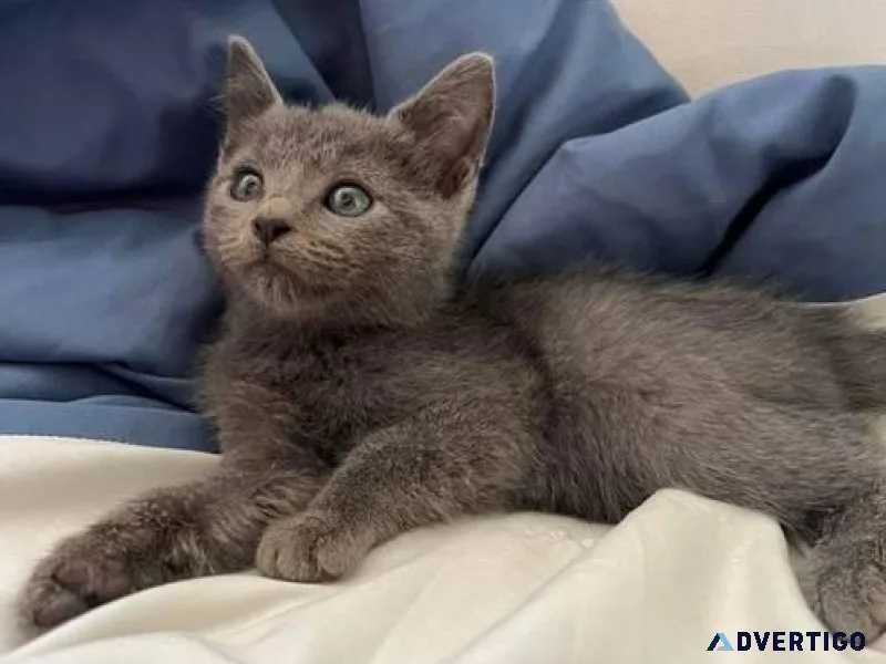 Blue eyes Russian blue kittens