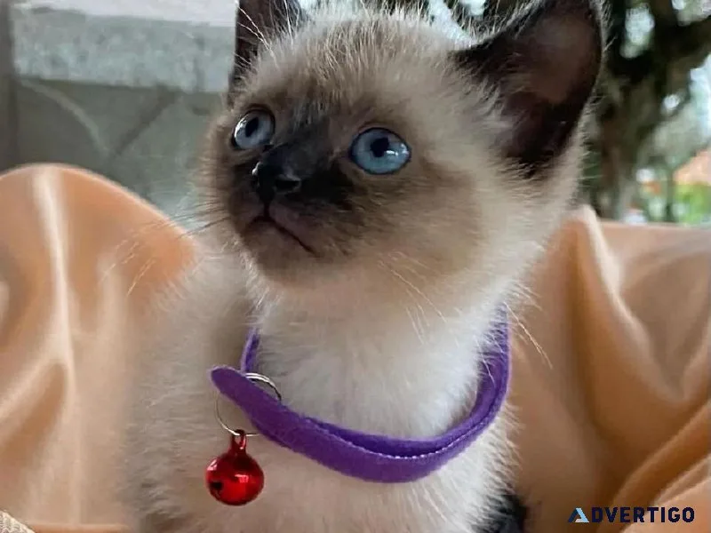12 weeks old siamese kittens
