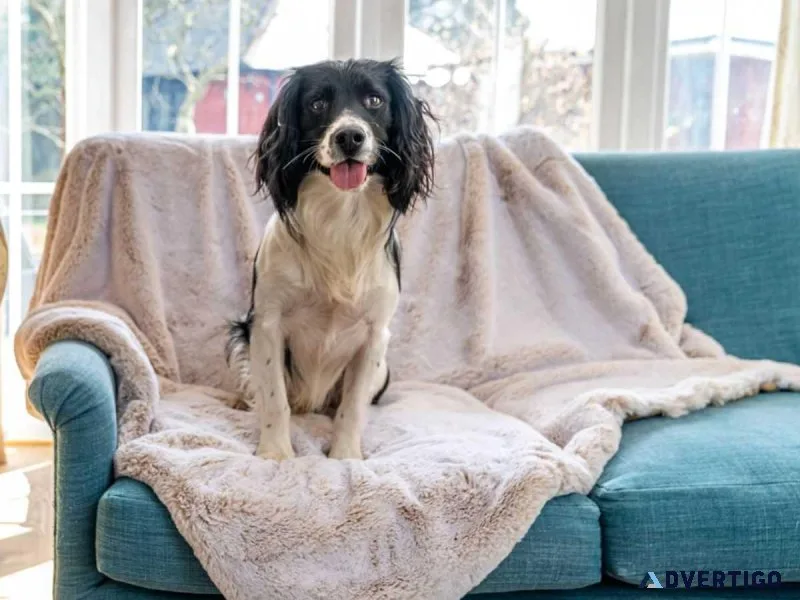 Luxurious Designer Dog Blanket - Keep Your Pup Cozy in Style
