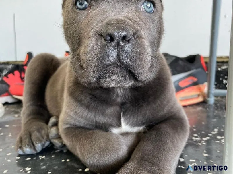 Cane Corso Puppies for sale
