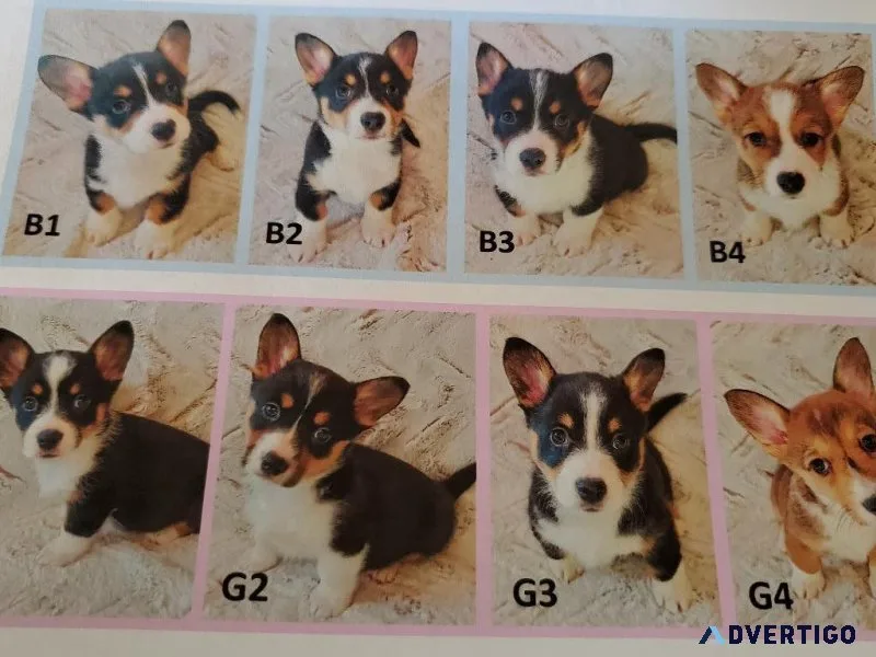 Pembroke welsh corgi puppies