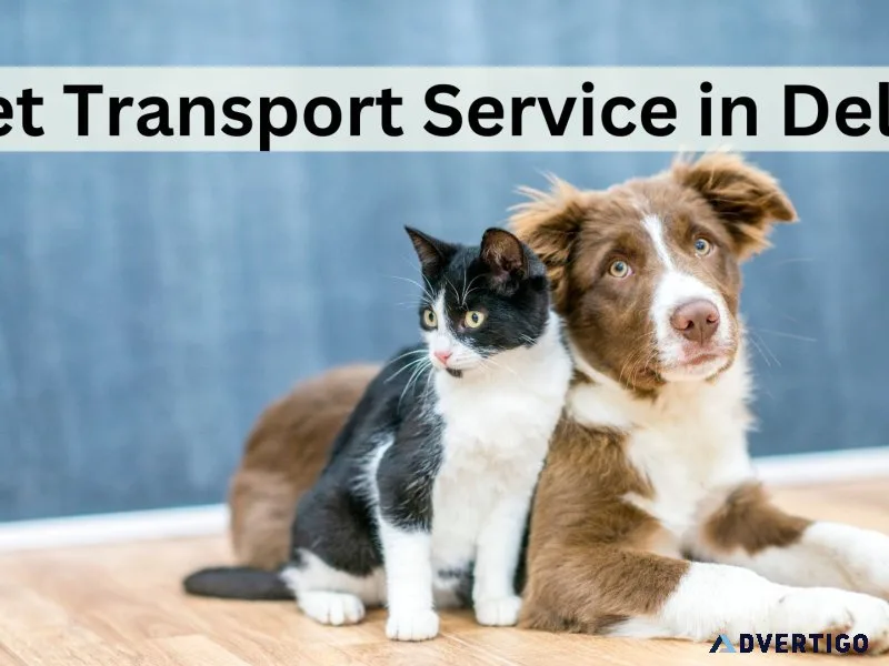 Pet transport service in delhi