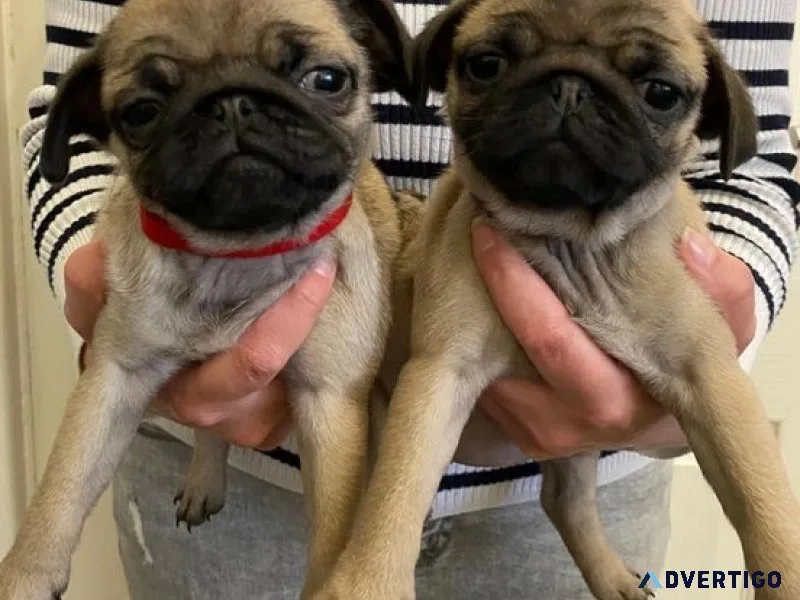 Two pug puppies needs a new family
