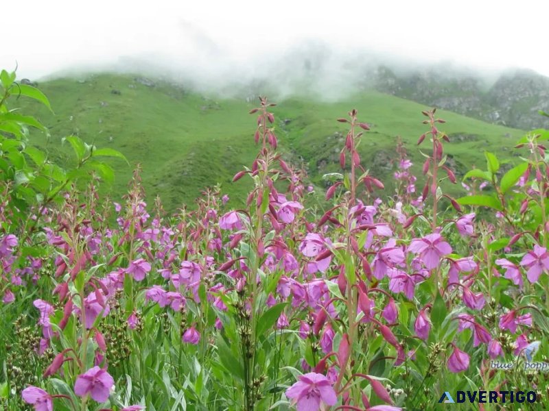 Valley of flowers package by helicopter - blue poppy holidays