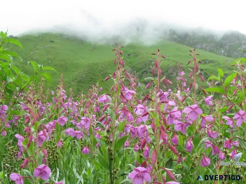 Valley of flowers package by helicopter - blue poppy holidays