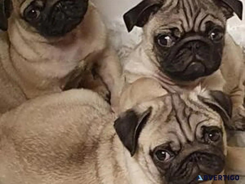 Beautiful pug puppies