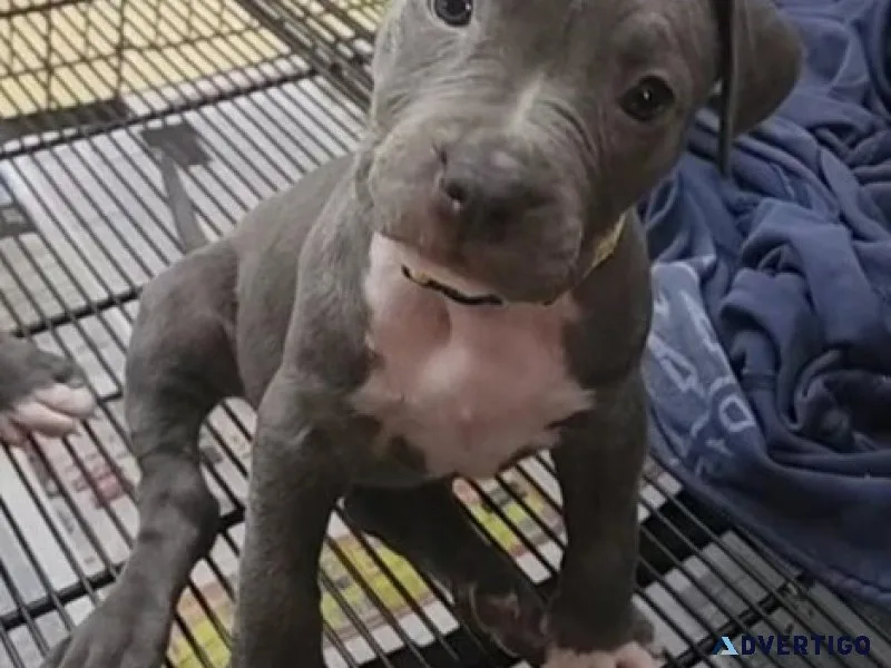 Akc american pitbull terrier puppies