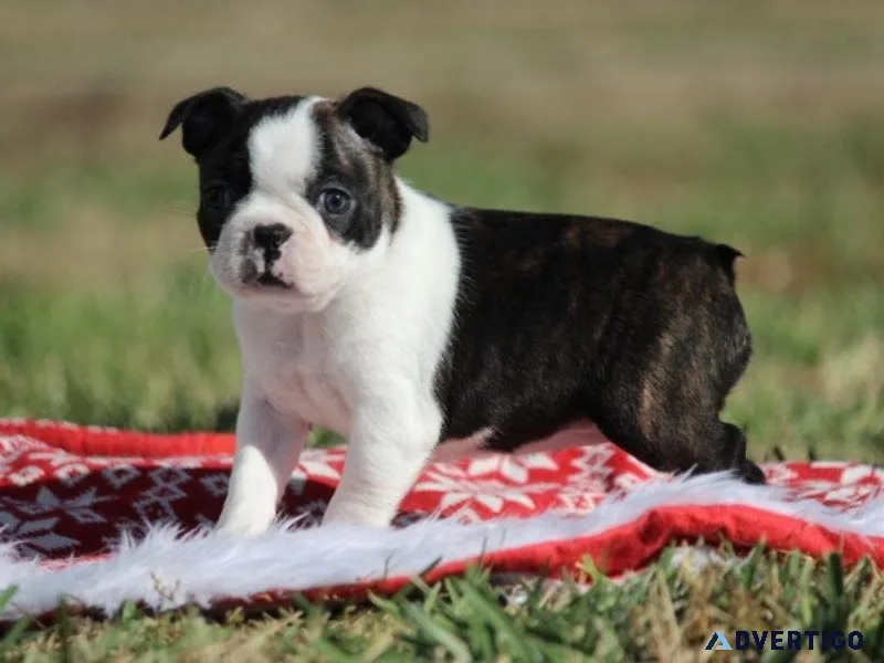 Akc boston terrier puppies