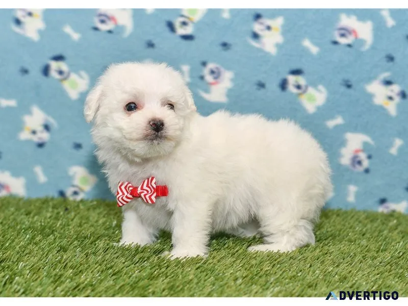 Fluffy bichon frise puppies available