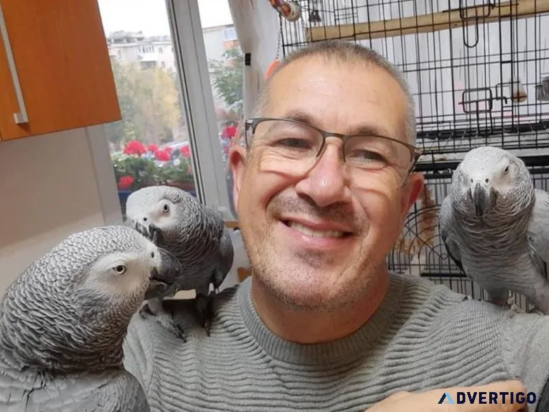 African grey parrots m/f