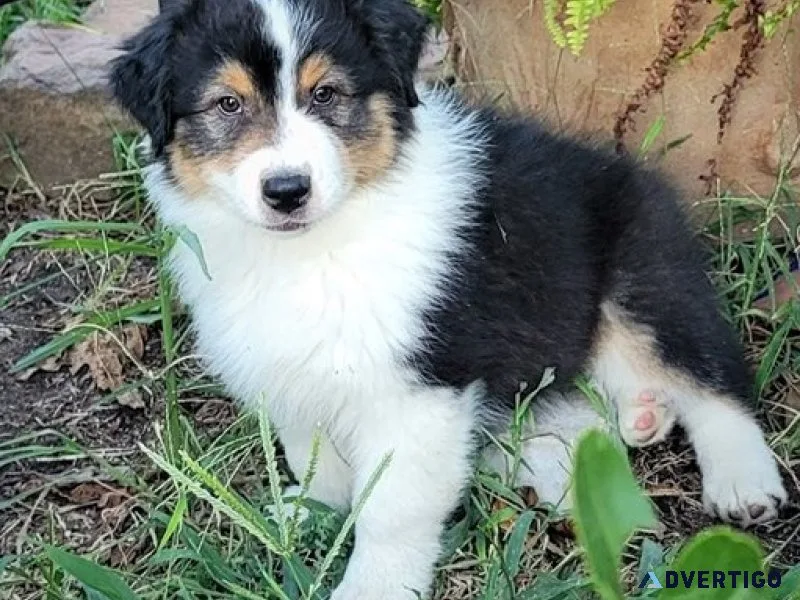 Very intelligent australian shepherd puppies
