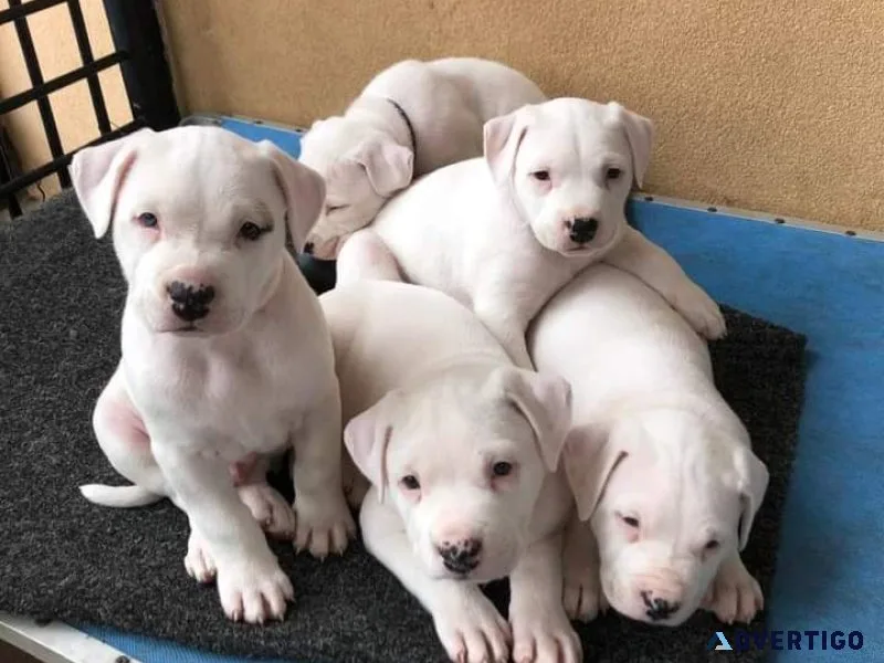 Home raised american bulldog (scott standard) puppies