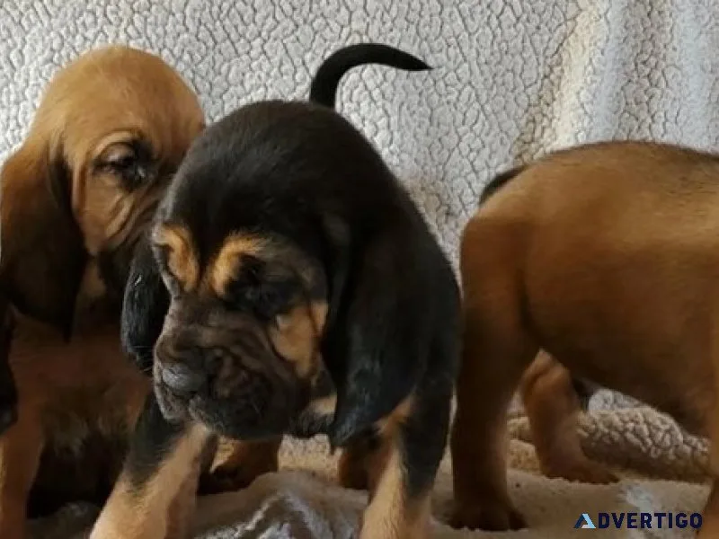 Home raised bloodhound puppies available