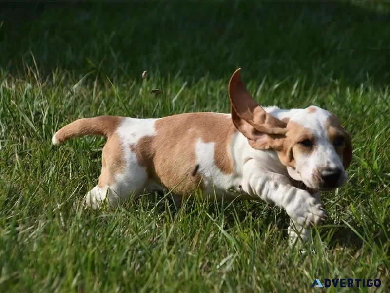 Beautiful basset hound puppies available