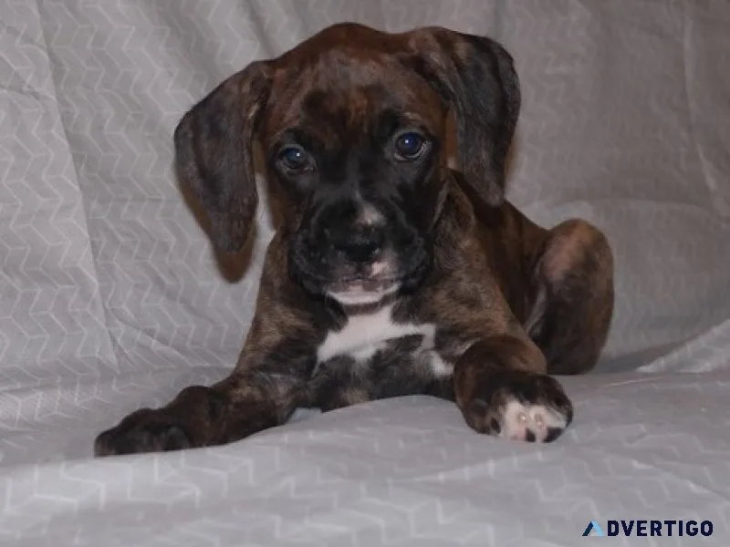 Akc boxer puppies