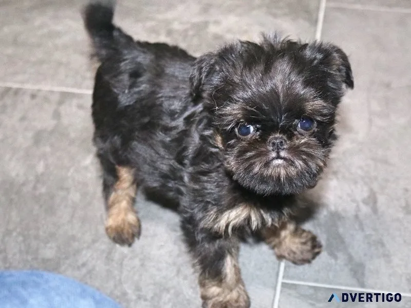 Akc brussels griffon puppies