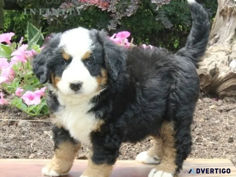 Akc bernese mountain dogs for lovely homes