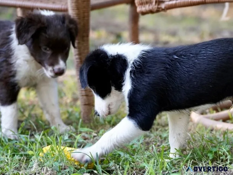 Well socialized border collie puppies