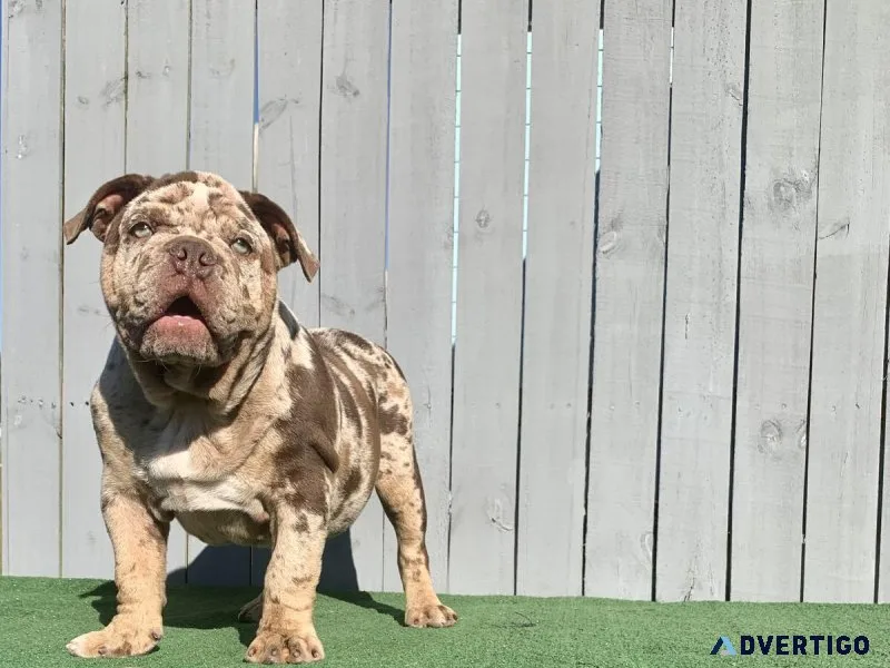 Beef Grandson Abr Registered Merle Male