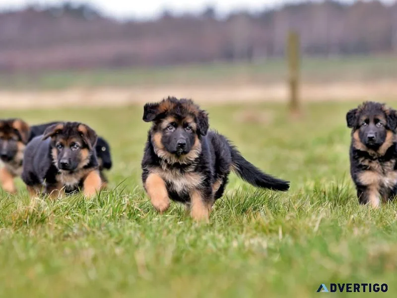 German shepherd long hair puppies for sale call7300930479