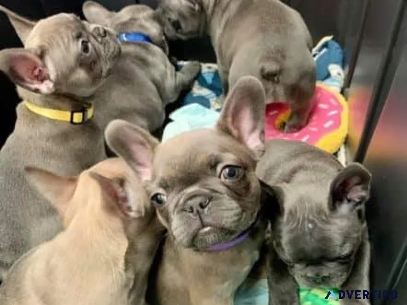 FRENCH BULLDOG PUPPY