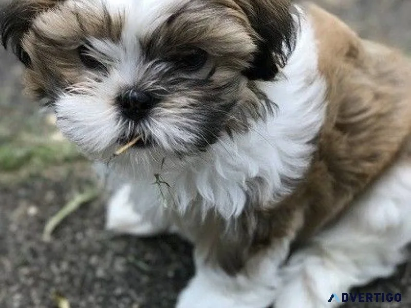 Adorable shihtzu puppies ae available for sale7300930479