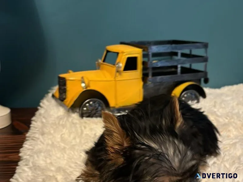 Little traditional Yorkie