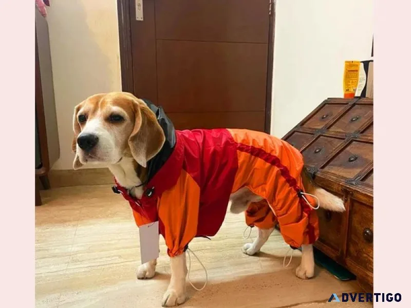 Dog raincoat with belly coverage