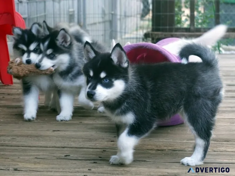 Adorable ckc pomsky puppies for sale