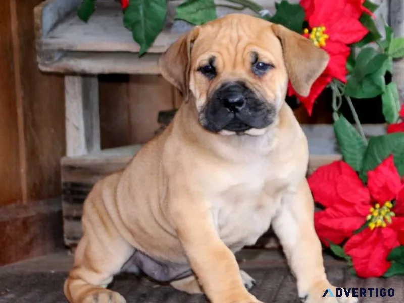 Healthy and loveable boerboel puppies available7300930479