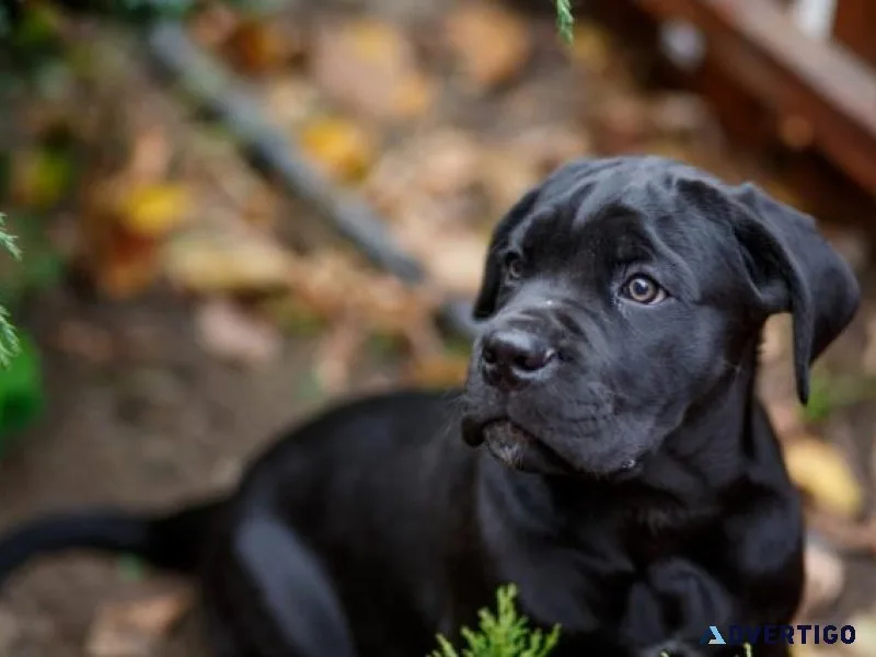 Healthy superb cane corso puppies available7300930479