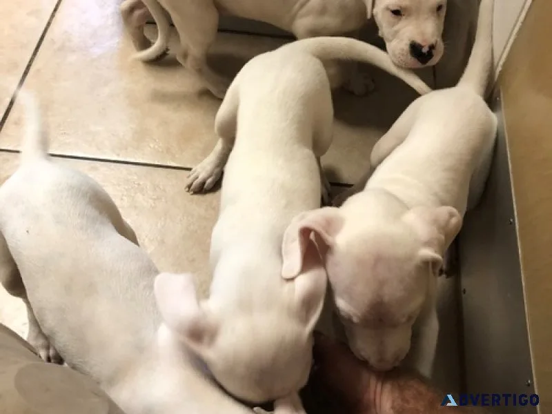 Dogo argentino puppies for sale