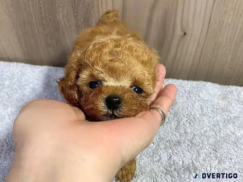 Poodle