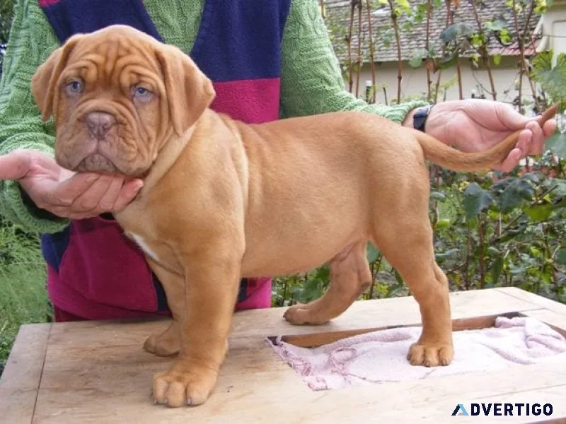 French mastiff puppies for new home7300930479