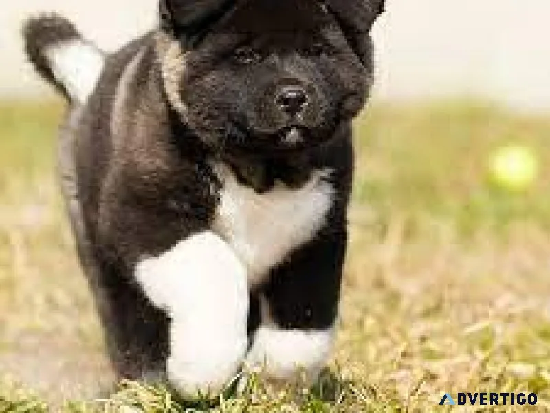 Top qualities akita pups available for sell7300930479
