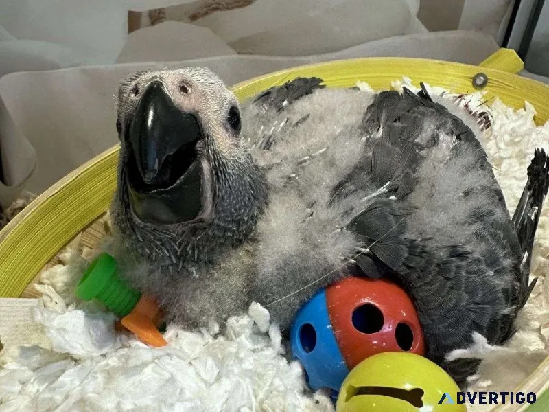 Hand fed babies african grey parrots for sale