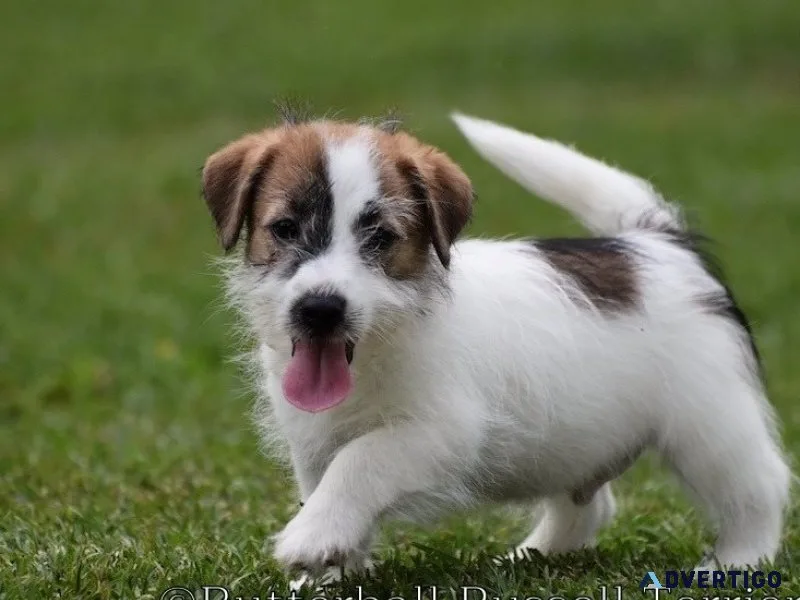 Rys russell terrier puppies 